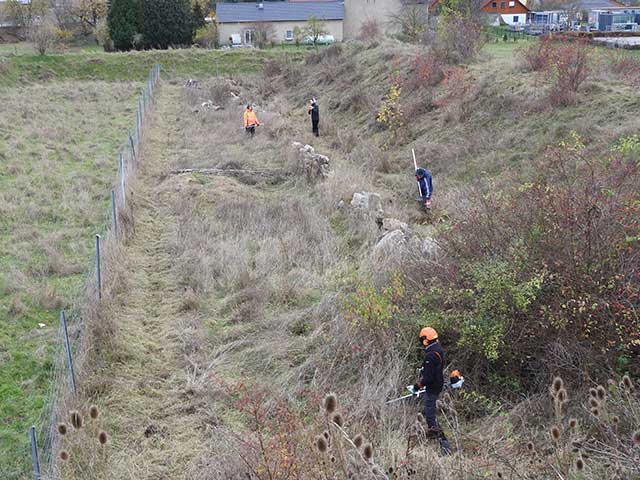 Pflege von Zauneidechsenhabitaten